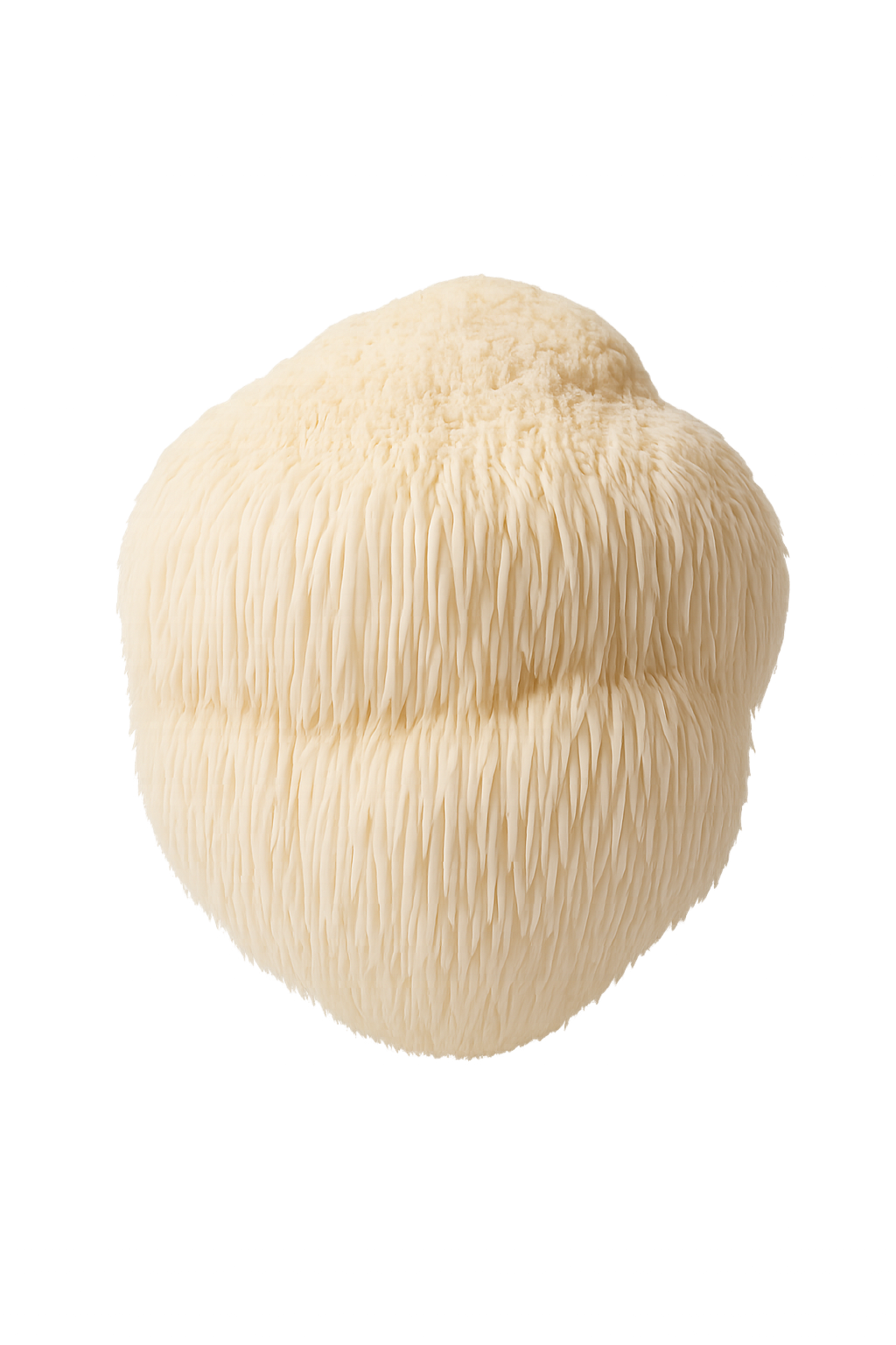 Lion's Mane mushroom